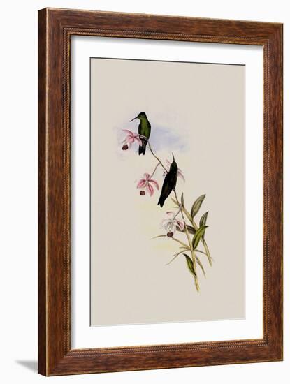 Saucerotte's Erythronote, Erythronota Saucerottei-John Gould-Framed Giclee Print