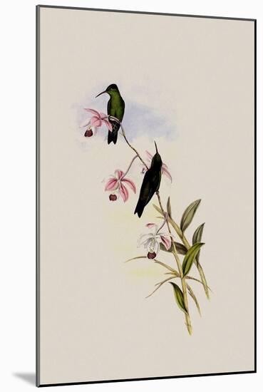 Saucerotte's Erythronote, Erythronota Saucerottei-John Gould-Mounted Giclee Print