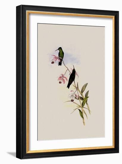 Saucerotte's Erythronote, Erythronota Saucerottei-John Gould-Framed Giclee Print