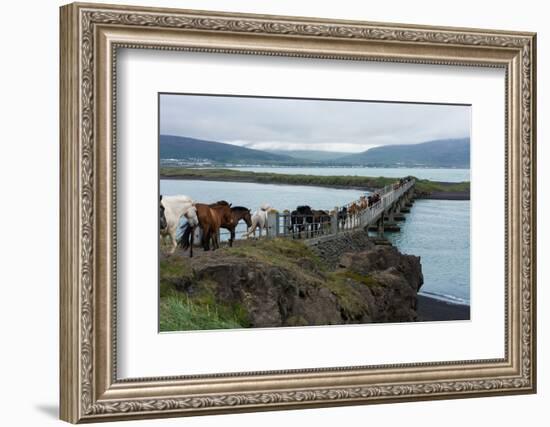 Saudarkrokur, Skagafjšrdur Mouth, Iceland Horses Passing Bridge-Catharina Lux-Framed Photographic Print