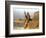 Saudia Arabia Gulf War 1990-Diether Endlicher-Framed Photographic Print