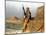 Saudia Arabia Gulf War 1990-Diether Endlicher-Mounted Photographic Print