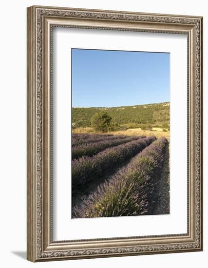 Sault, Provence, France-Sergio Pitamitz-Framed Photographic Print