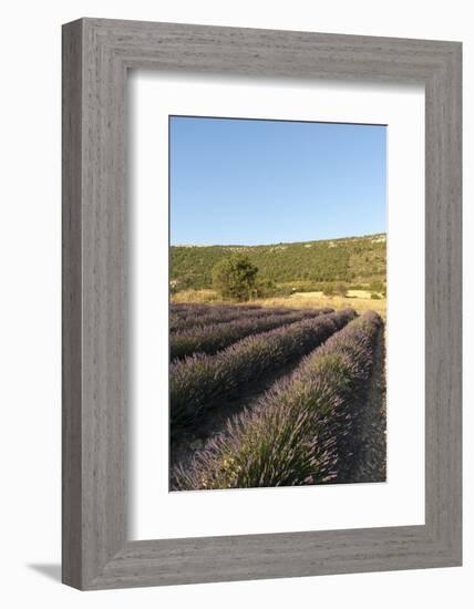 Sault, Provence, France-Sergio Pitamitz-Framed Photographic Print