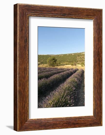 Sault, Provence, France-Sergio Pitamitz-Framed Photographic Print