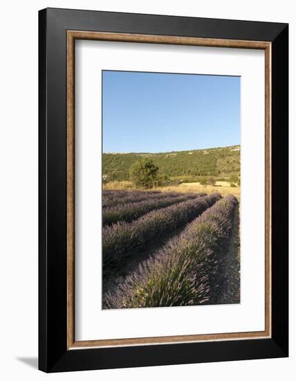 Sault, Provence, France-Sergio Pitamitz-Framed Photographic Print