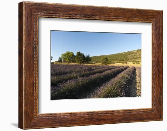 Sault, Provence, France-Sergio Pitamitz-Framed Photographic Print