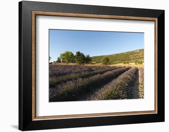 Sault, Provence, France-Sergio Pitamitz-Framed Photographic Print