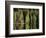 Sauna House at Edge of Forested Lake-Layne Kennedy-Framed Photographic Print