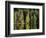 Sauna House at Edge of Forested Lake-Layne Kennedy-Framed Photographic Print