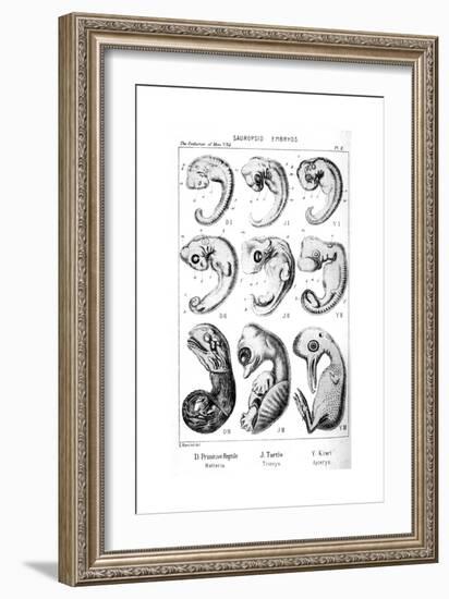 Sauropsid Embryos, 1910-Ernst Heinrich Philipp August Haeckel-Framed Giclee Print