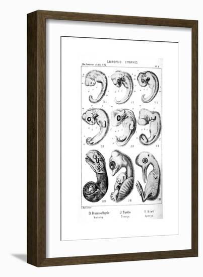 Sauropsid Embryos, 1910-Ernst Heinrich Philipp August Haeckel-Framed Giclee Print