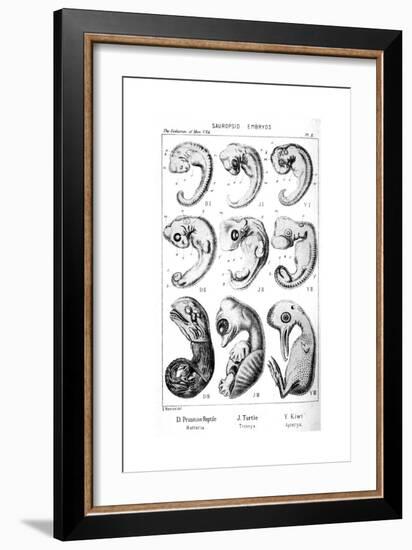 Sauropsid Embryos, 1910-Ernst Heinrich Philipp August Haeckel-Framed Giclee Print