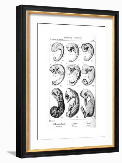 Sauropsid Embryos, 1910-Ernst Heinrich Philipp August Haeckel-Framed Giclee Print