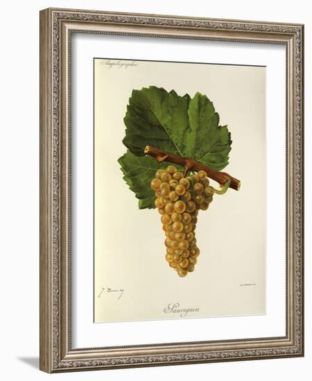 Sauvignon Grape-J. Troncy-Framed Giclee Print