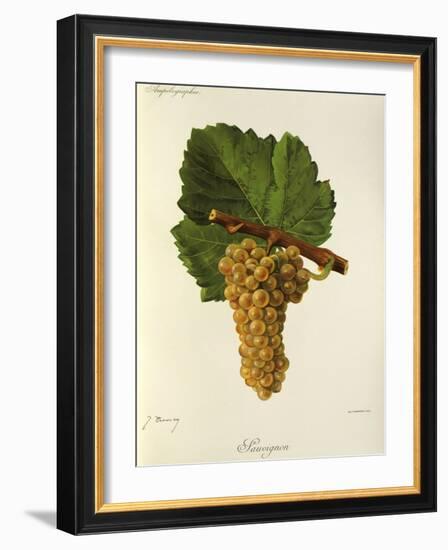 Sauvignon Grape-J. Troncy-Framed Giclee Print