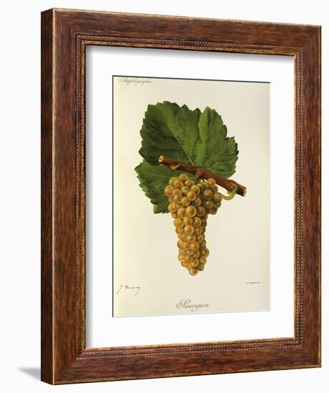 Sauvignon Grape-J. Troncy-Framed Giclee Print