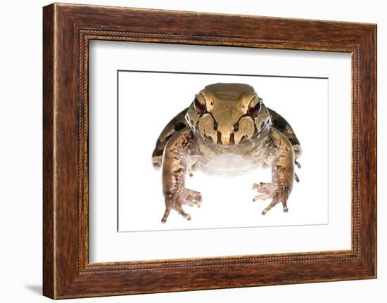 Savage'S Thin-Toed Frog (Leptodactylus Savagei) Isla Colon, Panama. Meetyourneighbours.Net Project-Jp Lawrence-Framed Photographic Print