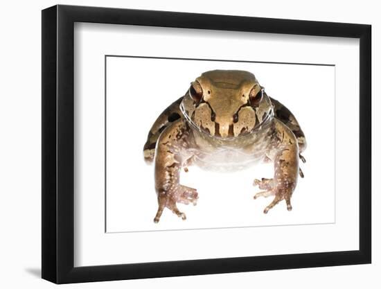 Savage'S Thin-Toed Frog (Leptodactylus Savagei) Isla Colon, Panama. Meetyourneighbours.Net Project-Jp Lawrence-Framed Photographic Print