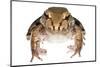 Savage'S Thin-Toed Frog (Leptodactylus Savagei) Isla Colon, Panama. Meetyourneighbours.Net Project-Jp Lawrence-Mounted Photographic Print