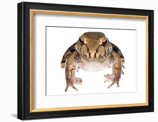 Savage'S Thin-Toed Frog (Leptodactylus Savagei) Isla Colon, Panama. Meetyourneighbours.Net Project-Jp Lawrence-Framed Photographic Print