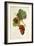 Savagnin Rose Grape-J. Troncy-Framed Giclee Print