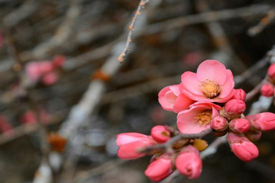Photo, , large
