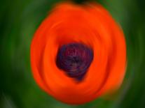 Orange Poppy-Savanah Plank-Photo