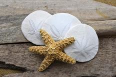 Sand dollar and starfish still-life-Savanah Plank-Photographic Print