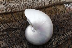 Ruffled Clam shell - Tridacna Squamosa-Savanah Plank-Photographic Print