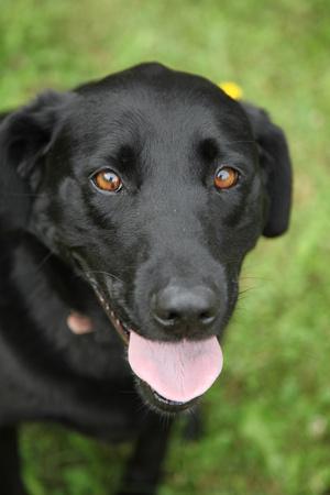 Chocolate black lab mix sale