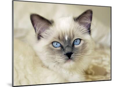 ragdoll art
