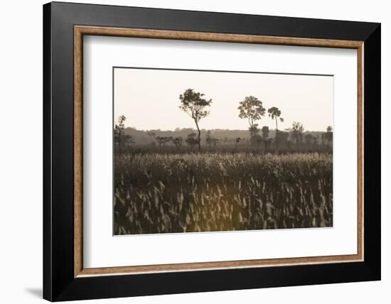 Savanna Rupununi, Guyana-Pete Oxford-Framed Photographic Print