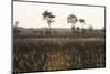 Savanna Rupununi, Guyana-Pete Oxford-Mounted Photographic Print