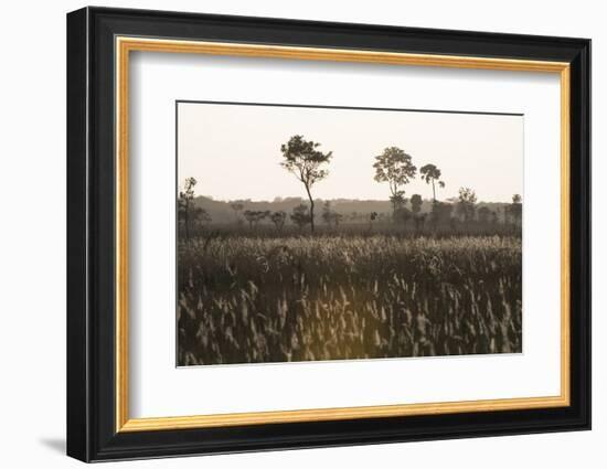 Savanna Rupununi, Guyana-Pete Oxford-Framed Photographic Print