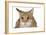 Savannah Brown Tabby Lying Down-null-Framed Photographic Print