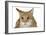 Savannah Brown Tabby Lying Down-null-Framed Photographic Print