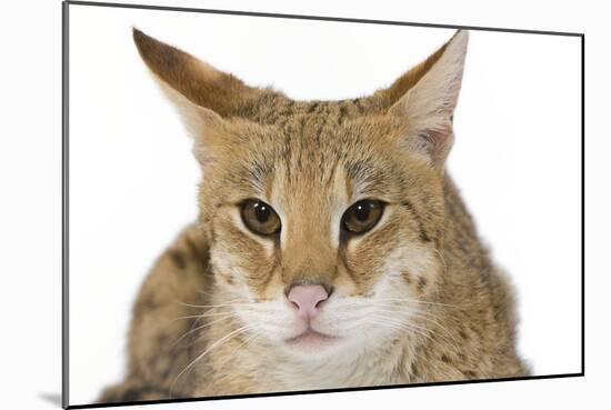 Savannah Brown Tabby Lying Down-null-Mounted Photographic Print