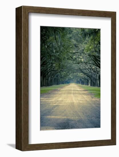 Savannah, Georgia: a Dirt Road Lined with a Canopy of Oak Trees at the Wormsloe Estate-Brad Beck-Framed Photographic Print