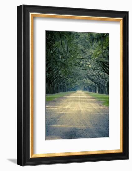 Savannah, Georgia: a Dirt Road Lined with a Canopy of Oak Trees at the Wormsloe Estate-Brad Beck-Framed Photographic Print