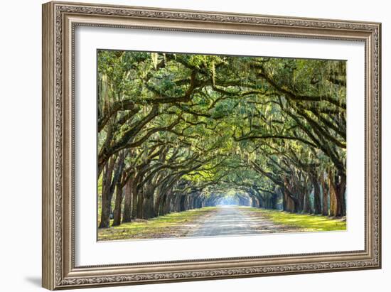 Savannah, Georgia, USA Oak Tree Lined Road at Historic Wormsloe Plantation.-SeanPavonePhoto-Framed Premium Photographic Print