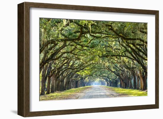 Savannah, Georgia, USA Oak Tree Lined Road at Historic Wormsloe Plantation.-SeanPavonePhoto-Framed Premium Photographic Print