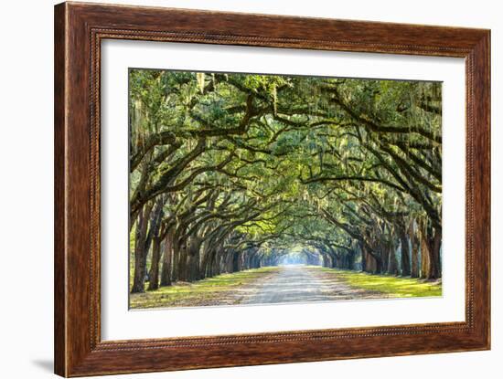 Savannah, Georgia, USA Oak Tree Lined Road at Historic Wormsloe Plantation.-SeanPavonePhoto-Framed Premium Photographic Print