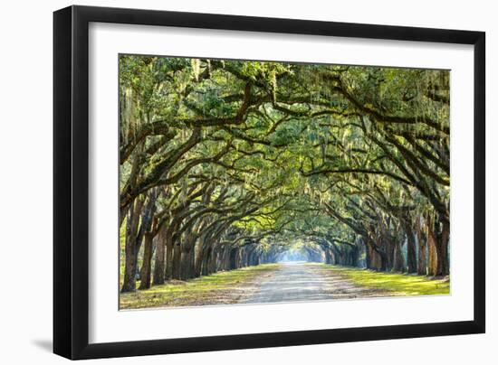 Savannah, Georgia, USA Oak Tree Lined Road at Historic Wormsloe Plantation.-SeanPavonePhoto-Framed Premium Photographic Print