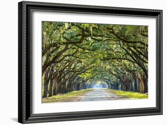 Savannah, Georgia, USA Oak Tree Lined Road at Historic Wormsloe Plantation.-SeanPavonePhoto-Framed Premium Photographic Print