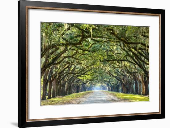 Savannah, Georgia, USA Oak Tree Lined Road at Historic Wormsloe Plantation.-SeanPavonePhoto-Framed Premium Photographic Print