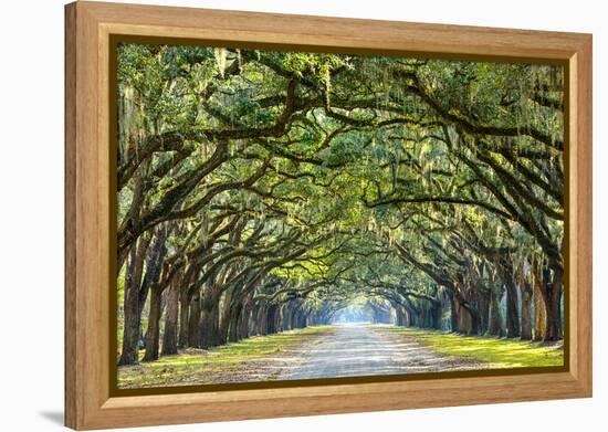 Savannah, Georgia, USA Oak Tree Lined Road at Historic Wormsloe Plantation.-SeanPavonePhoto-Framed Premier Image Canvas