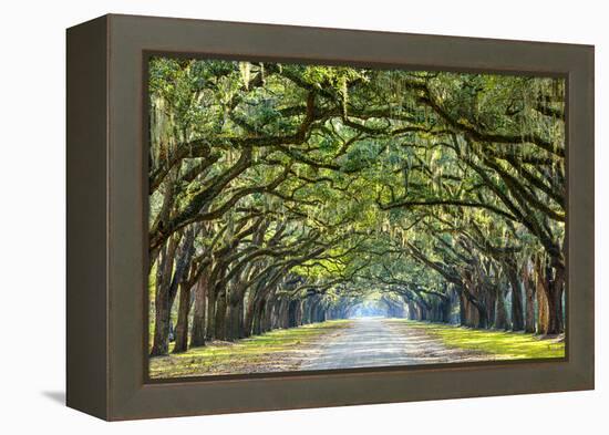 Savannah, Georgia, USA Oak Tree Lined Road at Historic Wormsloe Plantation.-SeanPavonePhoto-Framed Premier Image Canvas