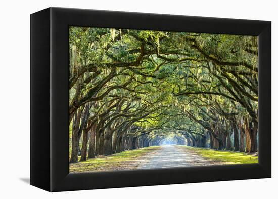 Savannah, Georgia, USA Oak Tree Lined Road at Historic Wormsloe Plantation.-SeanPavonePhoto-Framed Premier Image Canvas