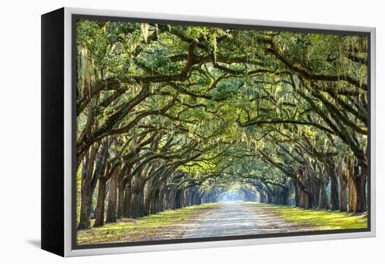 Savannah, Georgia, USA Oak Tree Lined Road at Historic Wormsloe Plantation.-SeanPavonePhoto-Framed Premier Image Canvas